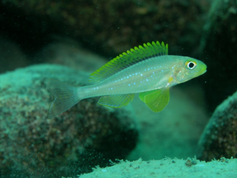 Xenotilapia sp. 'papilio sunflower' Chituta Bay